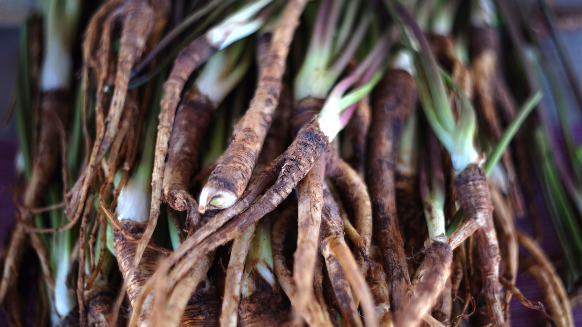 Angelica Sinensis Benefits 10 Health Benefits of Angelica